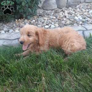 Theo, Mini Goldendoodle Puppy